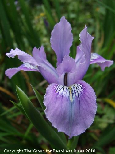 Knightshayes (51)